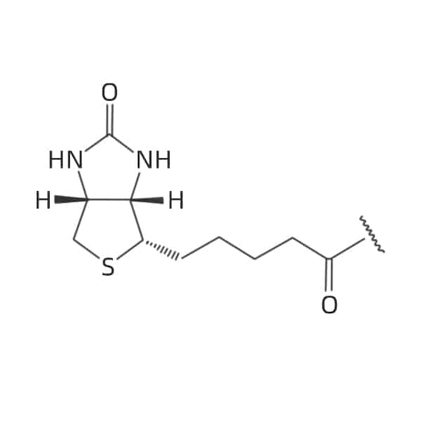 1.Biotin N-terminal