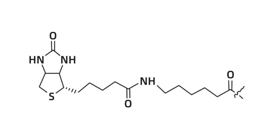 10.Biotin