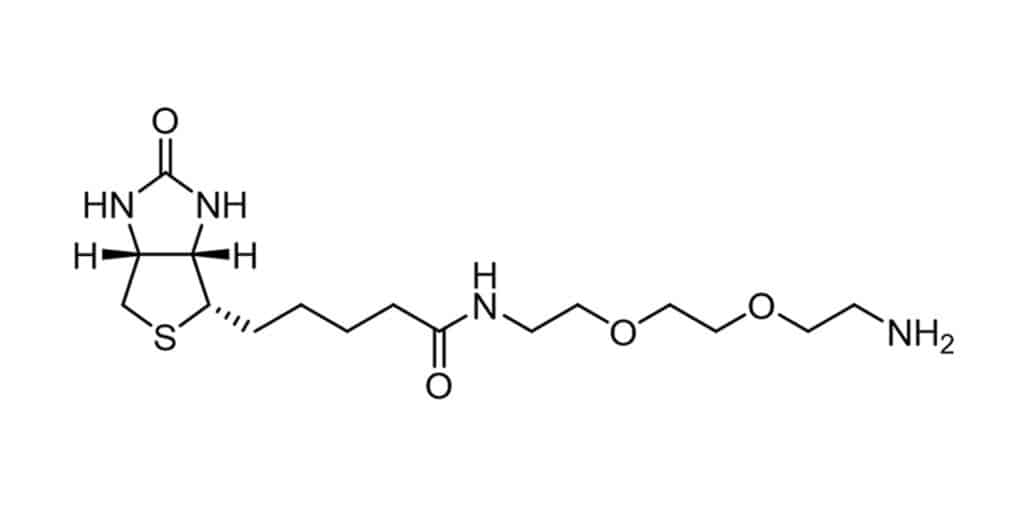 10.biotin-PEG2-amine