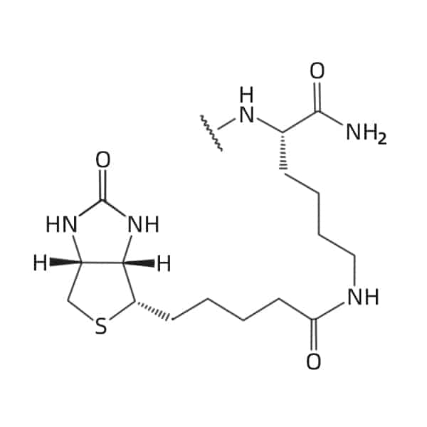 2.Lys Biotin C-terminal