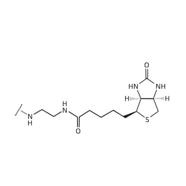 3.EDA Biotin C-terminal