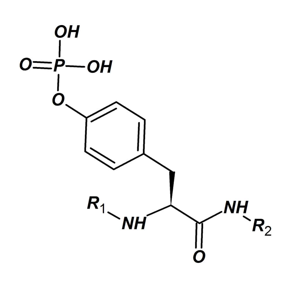 3.Phosphotyrosine