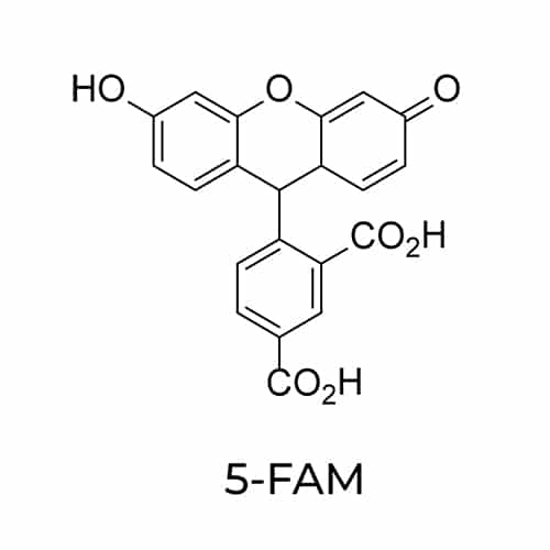 5.FAM