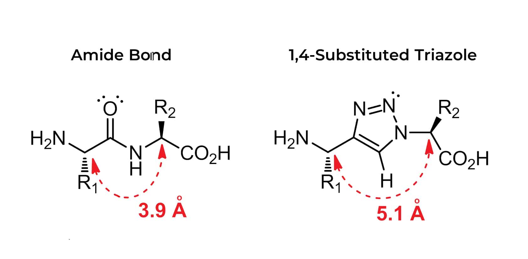 CuAAC reaction