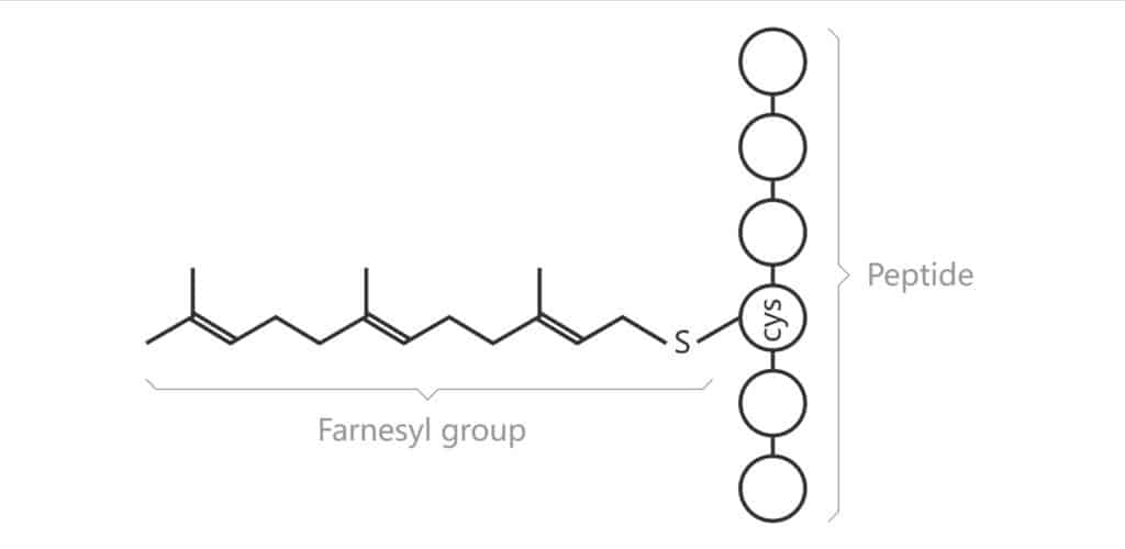 Farnesylation