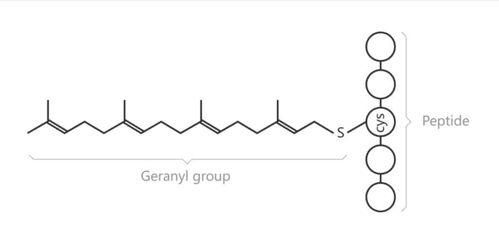 Geranylation