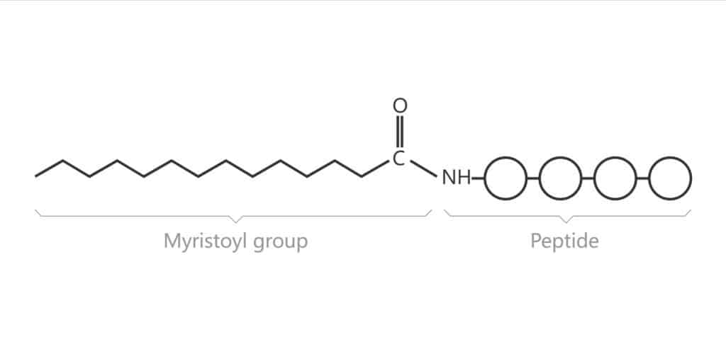 Myristoylation