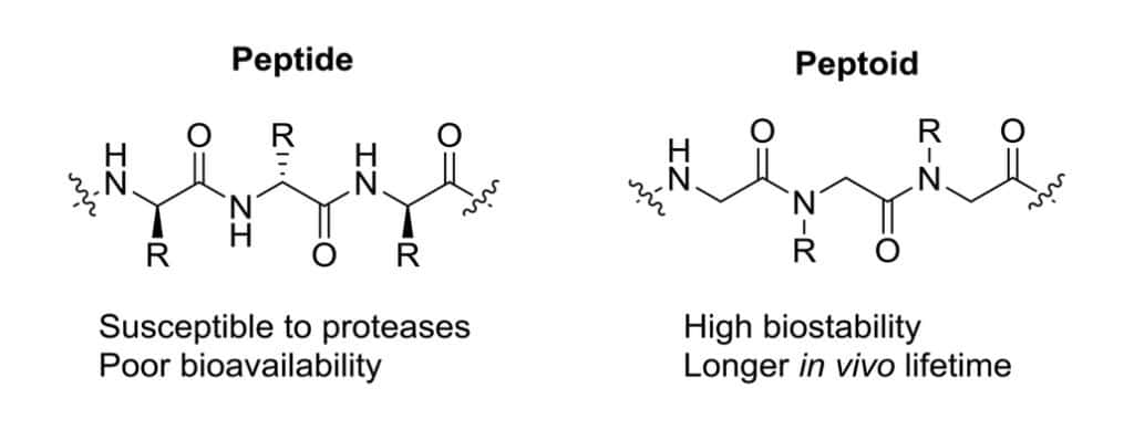 Structure of peptide vs peptiod