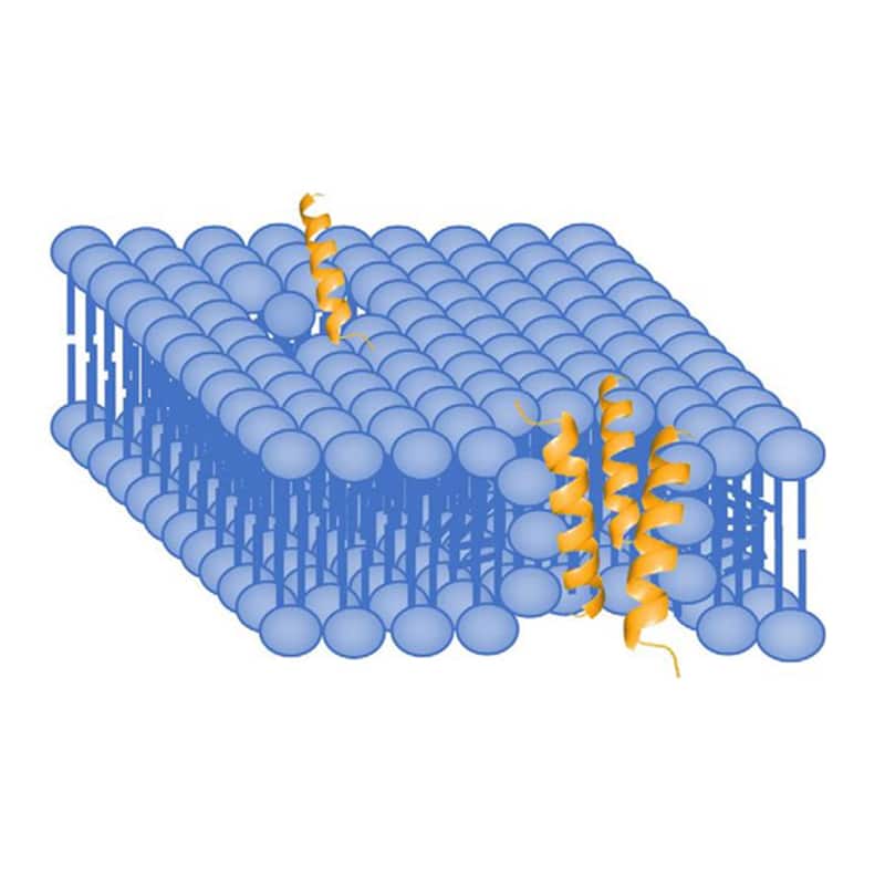 Toroidal pore model