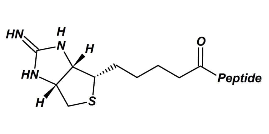 iminobiotin