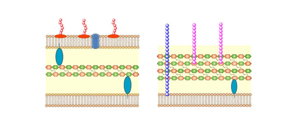 surface of gram-negative vs gram-positive