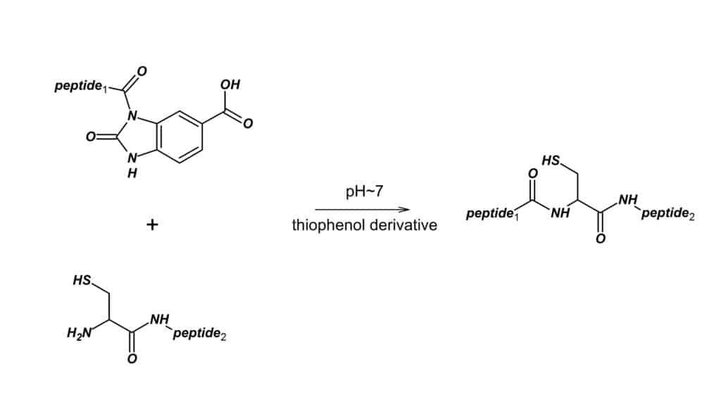 thioester chemical ligation