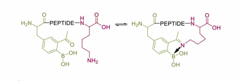 10.2 Iminoboronate Formation