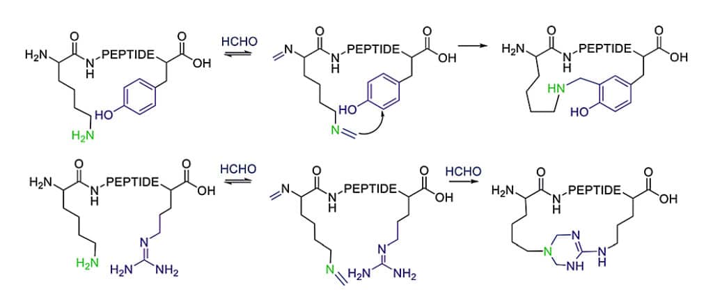 11. Cooperative Macrocyclization of Iminium