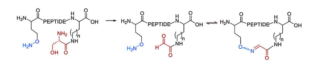 12. Cyclization by Oxime Formation