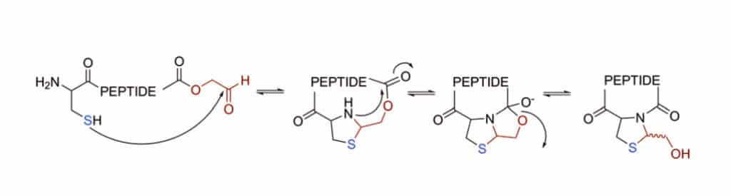 2. Thiazolidine Cyclization