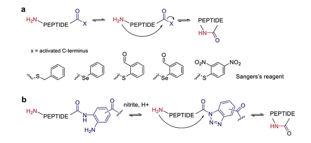 4. Aminolysis Mediated Cyclization