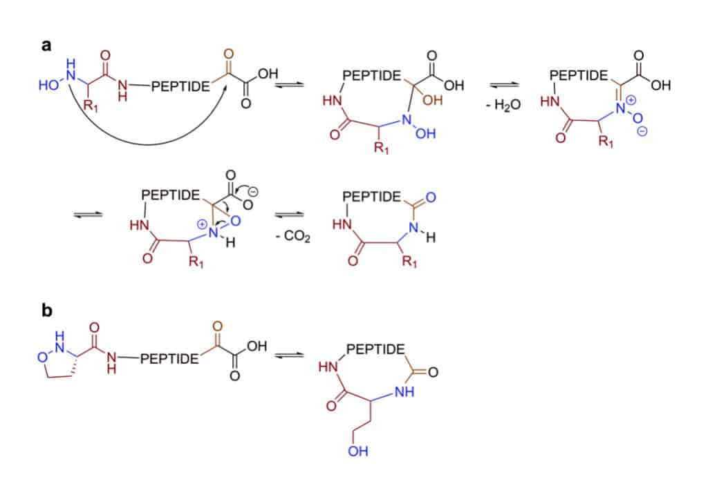 6. KAHA Liagtion of Cyclization