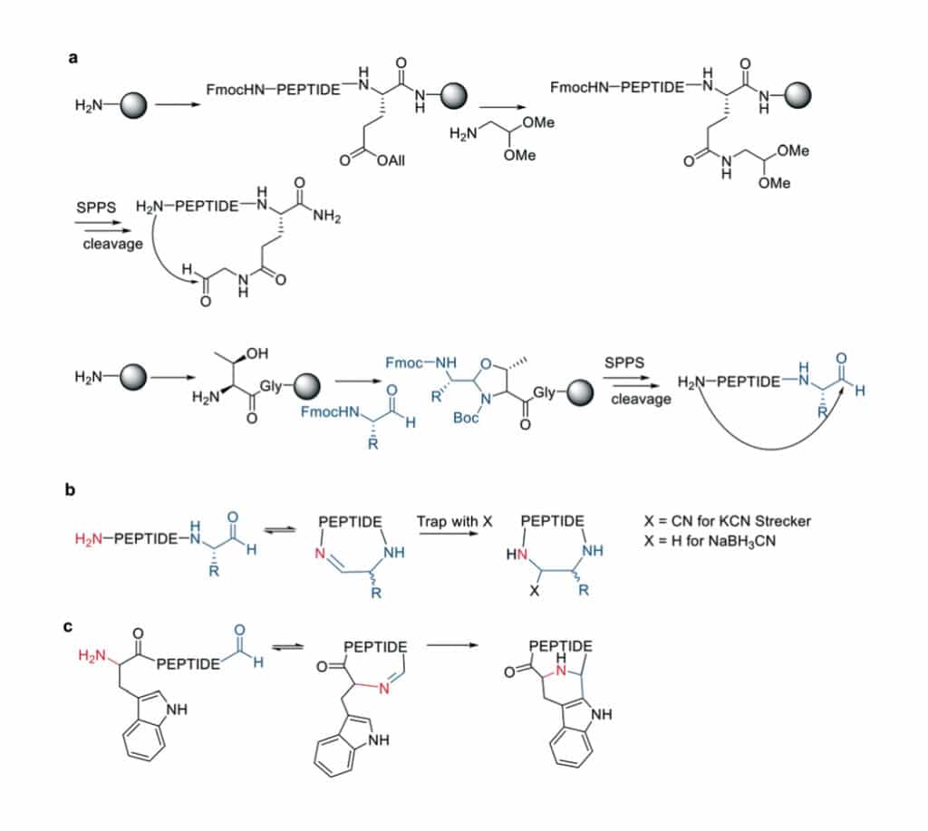 9. Cyclization by Imine Formation