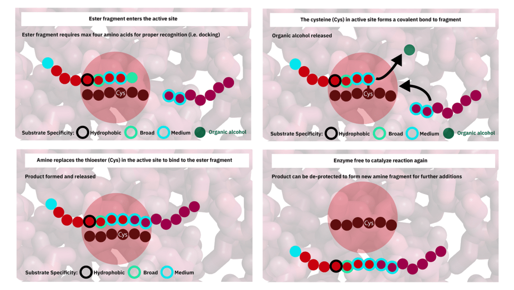 2. CEPS active site full process