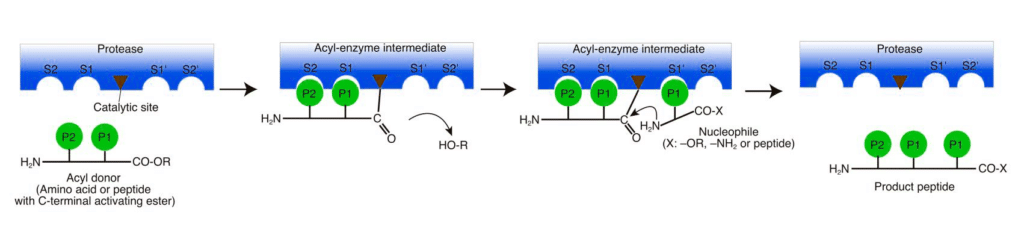 3. Protease Catalyzed Peptide Synthesis