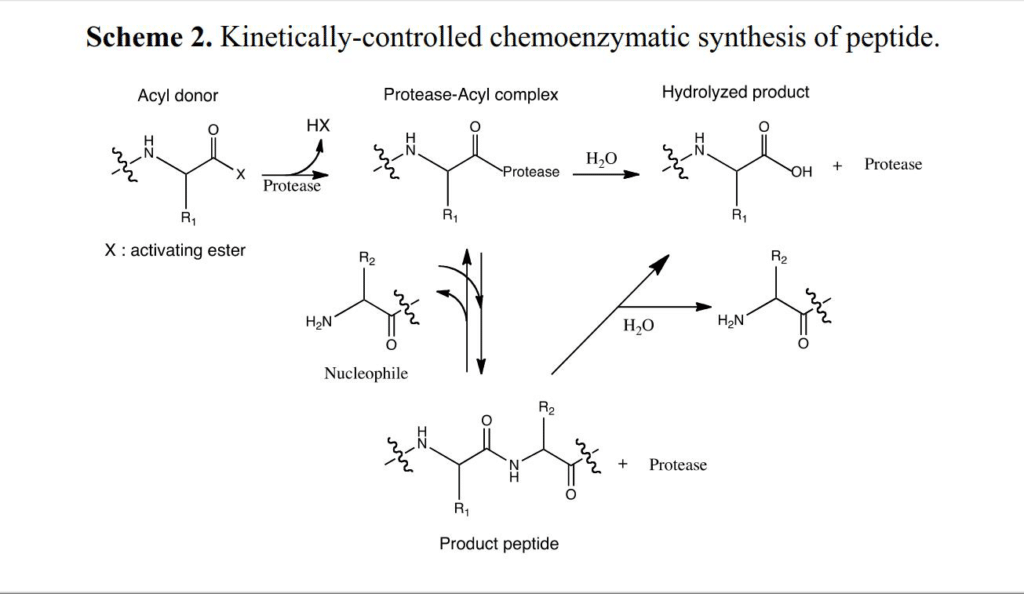 4. Kinetically-controlled Chemoenzymatic Synthesis