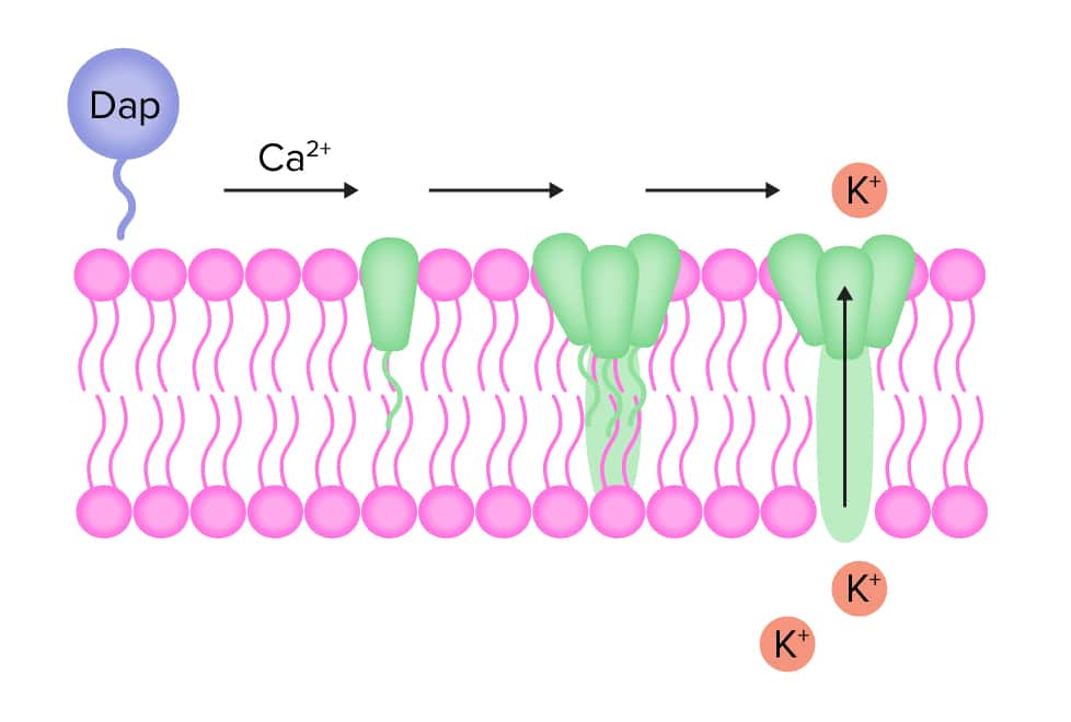 Daptomycin mechanism of action