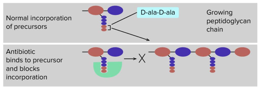 Lipoglycopeptides mechanism