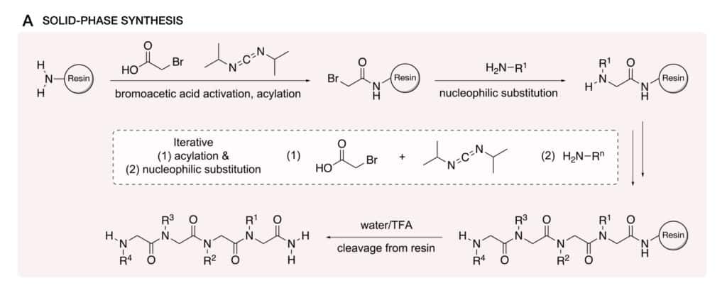 Solid Phase Peptoid Synthesis