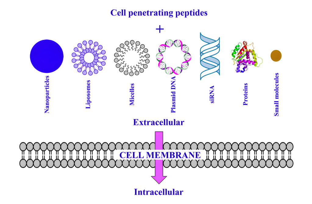 3.CPP Intracellular Delivery