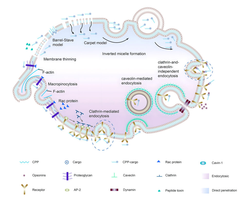 4. Mechanism of CPP Intracellular Entry