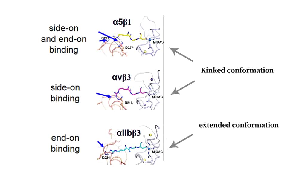 2.Linear RGD Binding