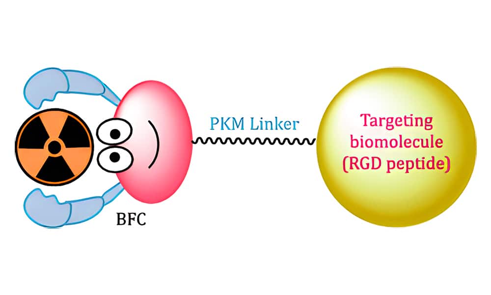 3.Integrin-targeting radiotracers