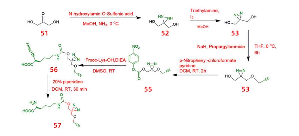 13.reactive carbonate and conjugated to lysine