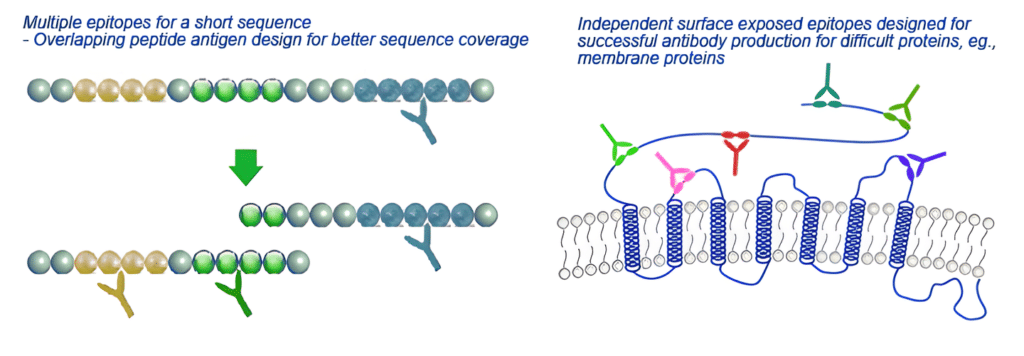 Antigenic peptides