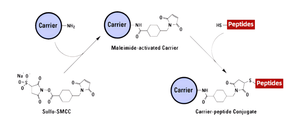 Peptide-carrier conjugation