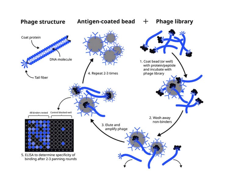 Monoclonal Antibody Production - Monoclonal Antibodies - QYAOBIO