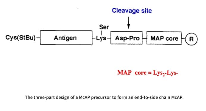 4. The three-part design of McAP