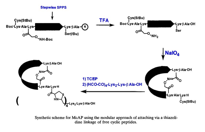 7. Synthetic scheme via thiazolidine linkage