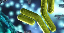 Antigenic Peptides