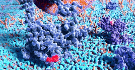 Cell-Penetrating Products