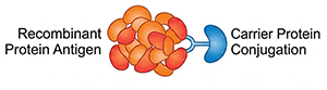 Antigen Design & Prep