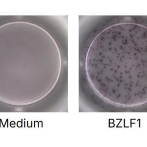 PepMix? EBV (BZLF1)