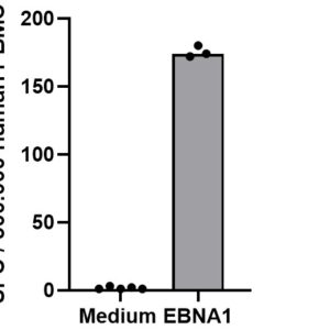PepMix? EBV (EBNA1)