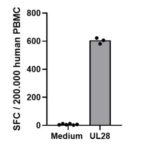 PepMix? Human CMV (UL28)