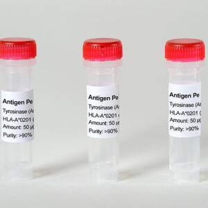 Antigen Peptide VSV Nucleoprotein - H-2 Kb (RGYVYQGL)